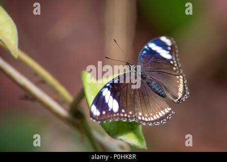 Comune - Eggfly Hypolimnas bolina, bella farfalla colorata da asiatica e cespugli di australiano e foreste. Foto Stock