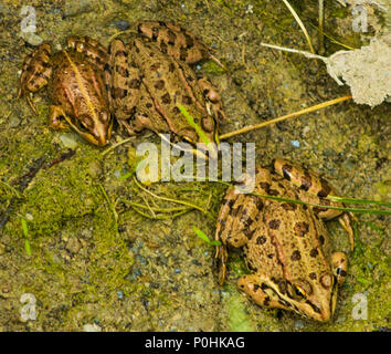 Pelophylax perezi, Perez rana del noto anche come acqua iberica rana, Iberian rana verde, Coruna rana Foto Stock