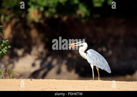 Anhinga (aka Snakebird, American Darter) sul banco di sabbia, con una appena pescato il pesce gatto. Pantanal, Brasile Foto Stock