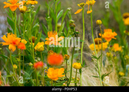 Chatsworth, UK. Il 9 giugno, 2018. Brezza estiva lunga Boarder RHS Chatsworth Flower Show, UK. Credito: Athina Inghilterra/Alamy Live News. Foto Stock