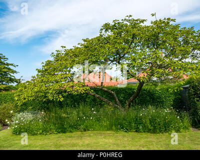 Dirleton Village Gardens, Scotland’s Gardens Scheme 2018, 9 giugno 2018. Dirleton Village, East Lothian, Scozia, Regno Unito. I residenti del villaggio aprono i loro giardini al pubblico come parte del programma giardini nazionali. Un confine di fiori selvatici in un giardino del villaggio in una giornata di sole Foto Stock