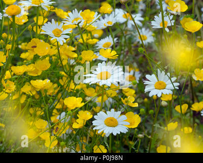Bue-eye Daisies Leucanthemum vulgare in prato Foto Stock