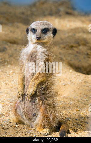 Snello-tailed meerkat Suricata suricatta in piedi Foto Stock