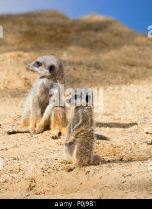 Snello-tailed meerkat Suricata suricatta per adulti e giovani Foto Stock