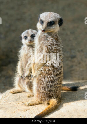 Snello-tailed meerkat Suricata suricatta per adulti e giovani Foto Stock