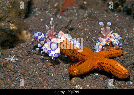 Due Harlequin gamberetti (Hymenocera elegans) alimentazione su stelle marine, Bali, Indonesia Foto Stock