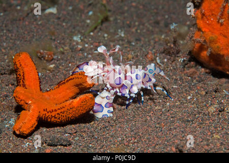 Arlecchino gamberetti (Hymenocera elegans) alimentazione su stelle marine, Bali, Indonesia Foto Stock