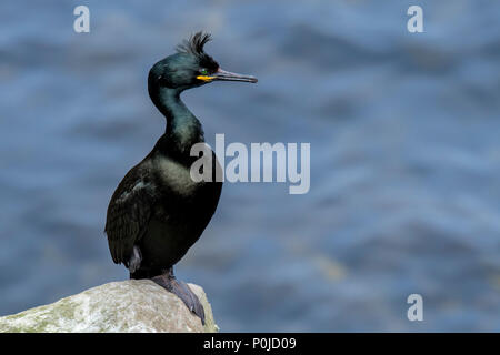 Marangone dal ciuffo / marangone dal ciuffo (phalacrocorax aristotelis) appollaiato sulla roccia in scogliera sul mare in primavera, isole Shetland, Scotland, Regno Unito Foto Stock