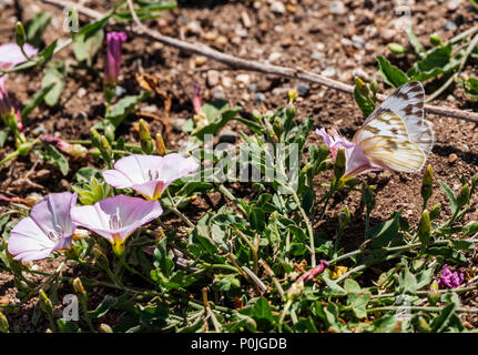 Impollinare a farfalla gloria di mattina; campo centinodia; Convolvulus arvense; Convolvulaceae; in piena fioritura primaverile; central Colorado ranch Foto Stock