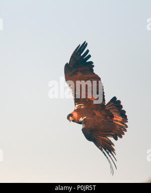 Spanish Imperial Eagle (Aquila adalberti), girando in volo, Sierra Morena, Andalusia. Foto Stock