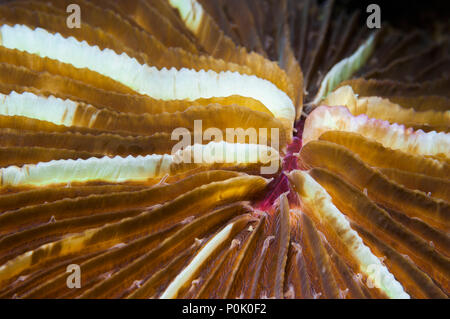 Corallo a fungo [Fungia sp.] vicino. Lembeh strait, Nord Sulawesi, Indonesia. Foto Stock