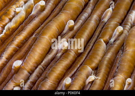 Corallo a fungo [Fungia sp.] vicino. Lembeh strait, Nord Sulawesi, Indonesia. Foto Stock