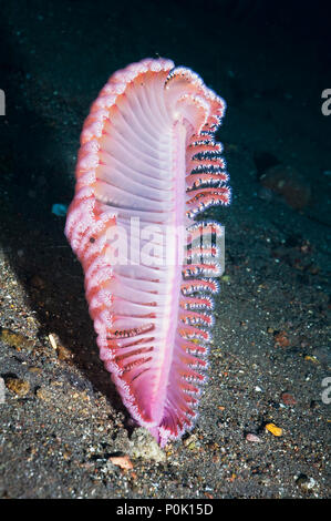 Mare viola penna (Virgularia gustaviana) di sabbia sul fondo del mare. Viene fornito in molti altri colori: panna, giallastro, rosa-rossa o violacea tendente al rosso. Rinca, Indonesi Foto Stock