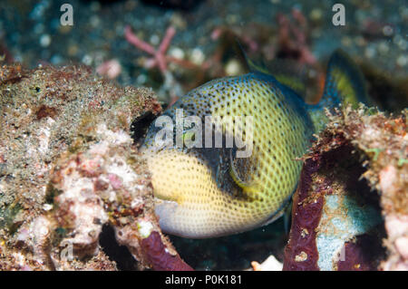 Titan pesci balestra [Balistoides viridescens] capretti circa per nascondere nel foro in corallo. Lembeh strait, Nord Sulawesi, Indonesia. Foto Stock