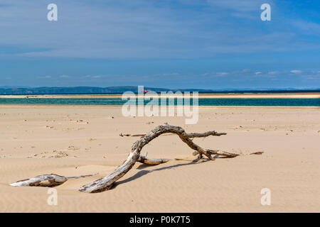 Spiaggia di CULBIN MORAY Scozia miglia di spiaggia di sabbia albero morto e rosso barca con il mare in lontananza Foto Stock