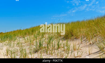 Spiaggia di CULBIN MORAY Scozia miglia di spiaggia di sabbia di mare o di erba MARRAM sulle bianche dune di sabbia Foto Stock