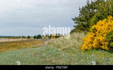 Spiaggia di CULBIN MORAY Scozia miglia di spiaggia di sabbia gialla ginestra e erba di mare su una duna e mare rosa parsimonia fiori sul litorale Foto Stock