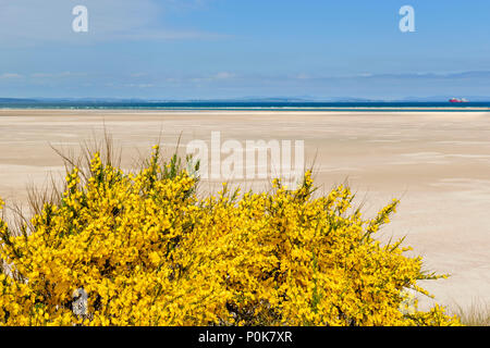 Spiaggia di CULBIN MORAY Scozia dune di sabbia con GINESTRA con il mare in lontananza e la nave rossa sull'orizzonte Foto Stock