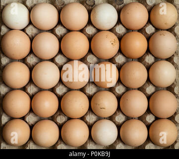 Vista aerea del campo libero organico uova di pollo nel vassoio. Alcune uova sono sporchi. Foto Stock