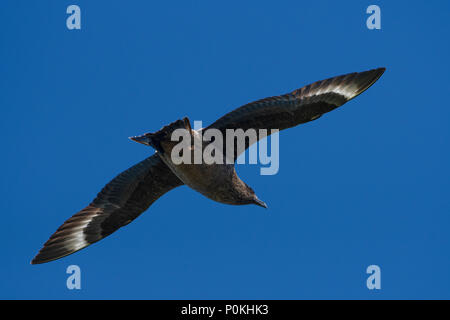 Un grande Skua (Stercorariusparasiticus) inflight come le pattuglie scogliera, Duncansby Head, a nord della Scozia, Regno Unito Foto Stock