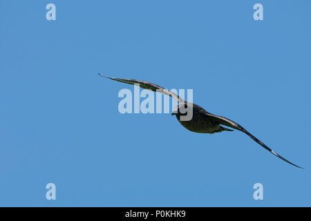 Un grande Skua (Stercorariusparasiticus) inflight come le pattuglie scogliera, Duncansby Head, a nord della Scozia, Regno Unito Foto Stock