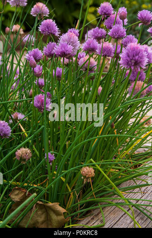 Erba cipollina pianta con fiori, Nome comun erba cipollina, nome scientifico Allium schoenoprasum Foto Stock