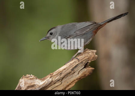 Catbird grigio di colpire l'alimentatore come ingrasso fino la stagione di nidificazione. Foto Stock