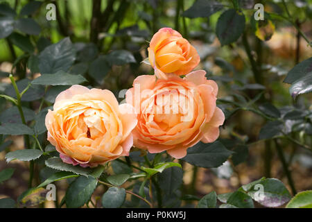 Rosa signora di Shalott " Ausnyson'. Foto Stock