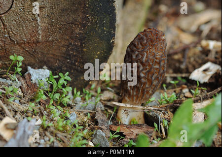 Chiusura del fungo morchella. Foto Stock