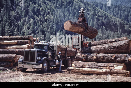 Pala per tronchi Prentice Heel Boom, carico di lavoro raccolto Ponderosa Pine log su Peterbilt camion per il trasporto al mulino. Foto Stock