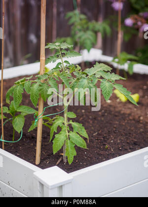 Coltivazione di piante di pomodoro in un bianco letto sollevata piantato nel cortile. Supportato da bambù trellis. Foto Stock