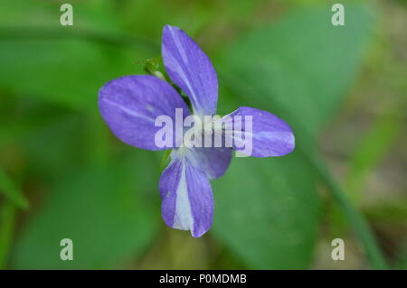 Viola Mammola fragrante fiore in fiore nella mattinata estiva Foto Stock