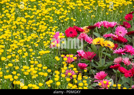 Yangzhou, Jiangsu, Cina. Gerbera margherite n la slanciata West Lake Park Garden. Foto Stock