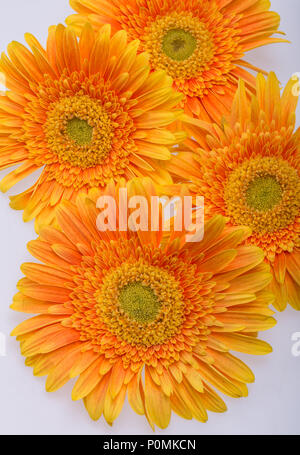 Sottile orange gerbera fiori su sfondo bianco Foto Stock
