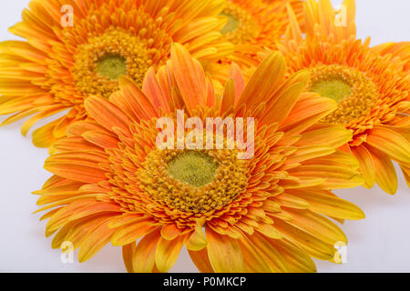 Sottile orange gerbera fiori su sfondo bianco Foto Stock