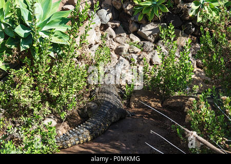 Animali predatori. Crocodile crogiolarsi al sole, close-up. Foto Stock