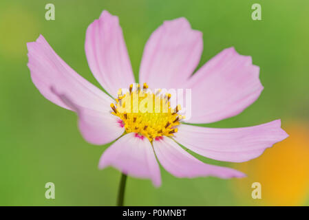 Unico Cosmo rosa fiore su uno sfondo verde closeup Foto Stock