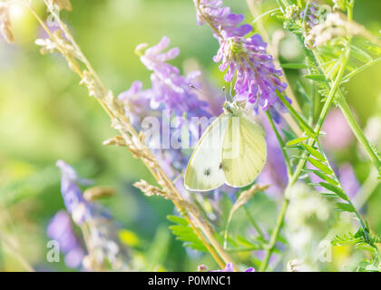 Bella bianco butterfly Sarcococca brassicae raccoglie il nettare da un mouse blu fiore di pisello su una mattina d'estate prato Foto Stock