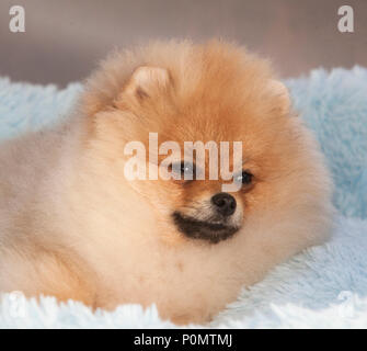 Pomerania cucciolo di cane dorme in studio con sfondo grigio chiaro Foto Stock