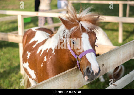 Pony piccolo marrone e bianco cavallo nella recinzione di legno e la casella con il vento nei capelli criniera. In testa la briglia di viola e posa. Close up, il fuoco selettivo Foto Stock