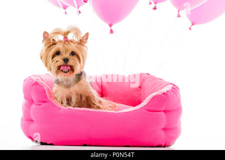 Yorkshire terrier seduta sul letto con palloncini isolato su bianco Foto Stock