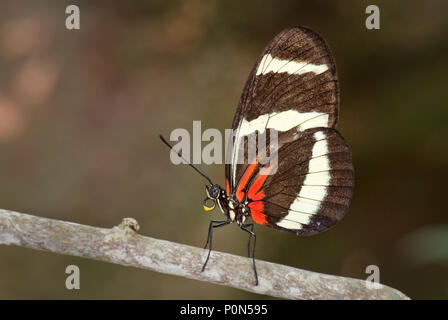 Hewitson's Longwing - Heliconius hewitsoni, bella farfalla colorata da America centrale delle foreste. Foto Stock