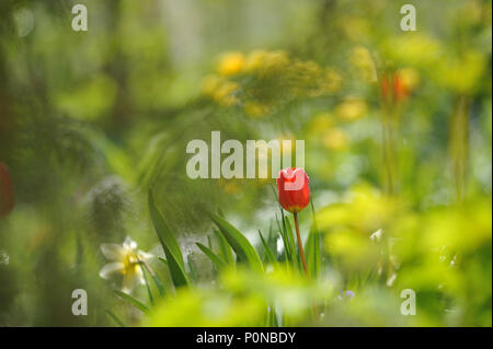 I tulipani in aiuola in luce diurna con retroilluminazione Foto Stock