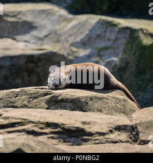 Più piccolo al mondo lontra, Asian Small artigliato Otter Aonyx Cinerus sulle rocce in presenza di luce solare Foto Stock
