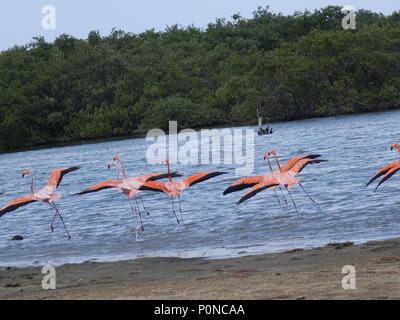 Il Flamingo è tenuto spento nella natura Foto Stock
