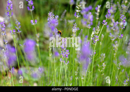 Un'ape la raccolta di nettare da piante di lavanda. Foto Stock