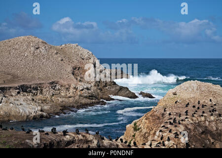 Molti tipi di uccelli tra cui cormorani neri nido su Bird Island nel punto Lobos Riserva Naturale Statale della California la penisola di Monterey. Foto Stock