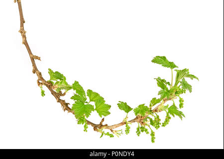 Ribes nero (Ribes nigrum) ramo in primavera. Isolato su sfondo bianco. Foto Stock