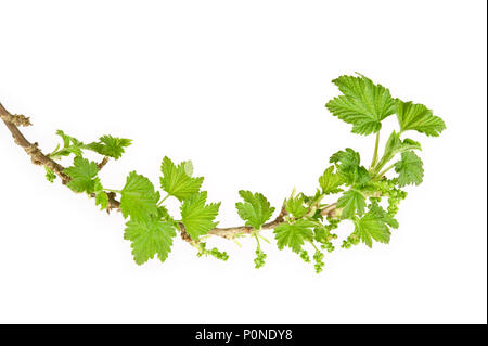 Ribes nero (Ribes nigrum) ramo in primavera. Isolato su sfondo bianco. Foto Stock