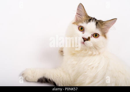 Carino Fluffy gatto persiano contro uno sfondo bianco Foto Stock